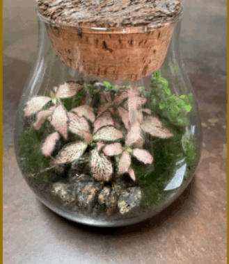 Terrarium