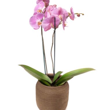 Phalaenopsis in Vaso