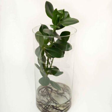 Piante in Idrocoltura